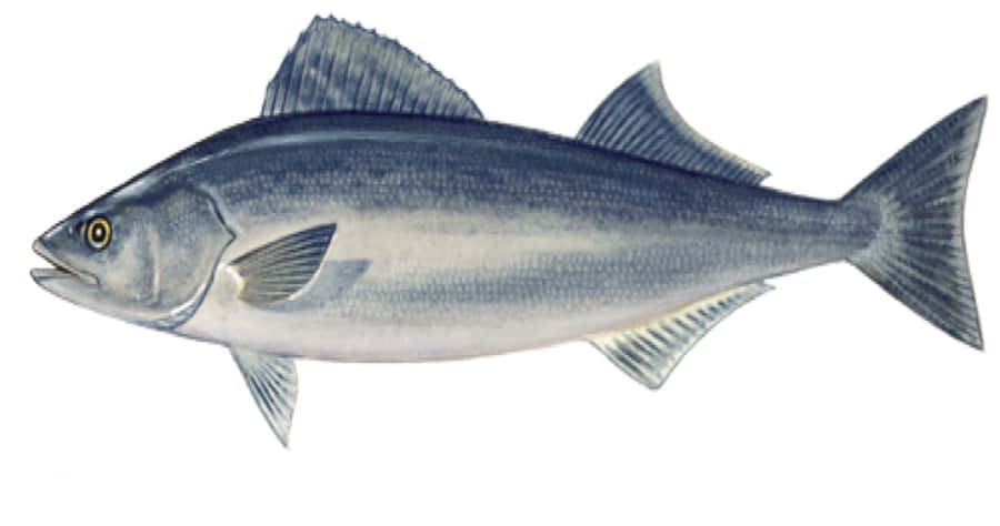 Ilustração de Peixe Sable