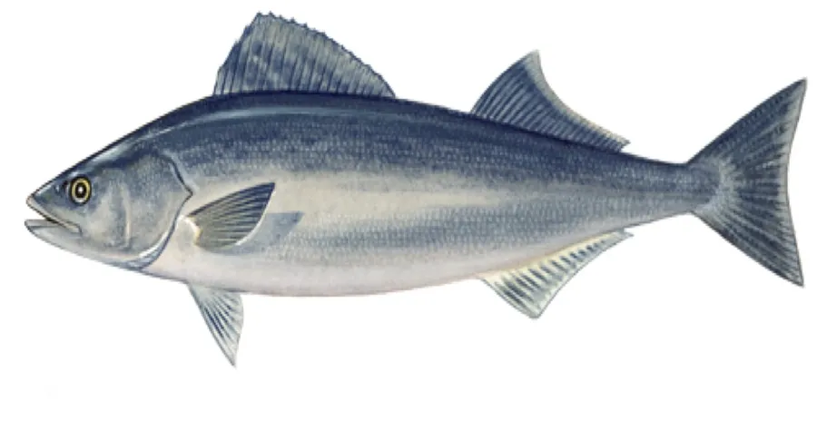 Sablefish Illustration