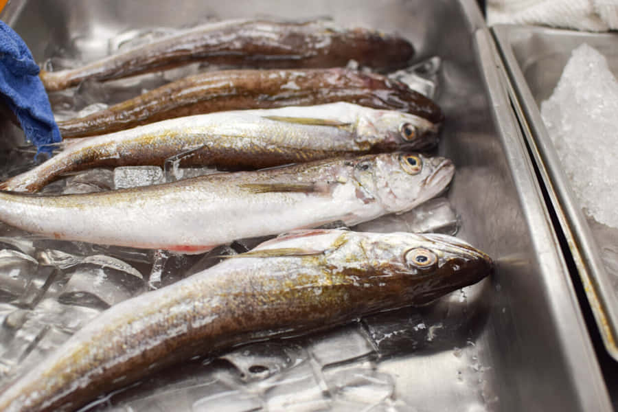 Frischer Wittling Fisch auf Eis