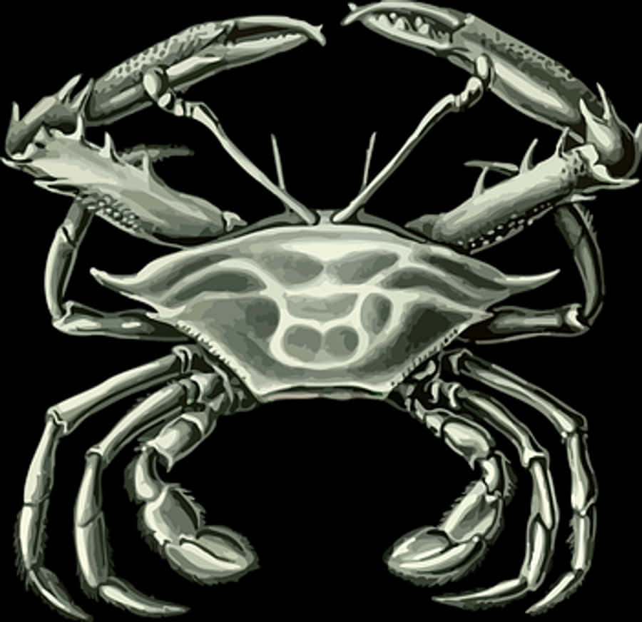 Stylized Crab Illustration