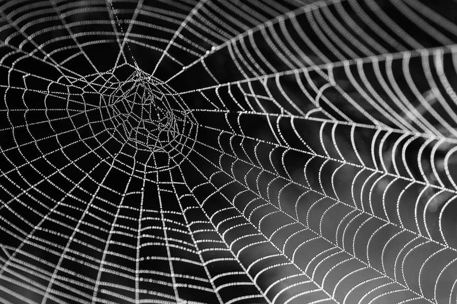 Spinnweben2312 x 1542 Hintergrundbild