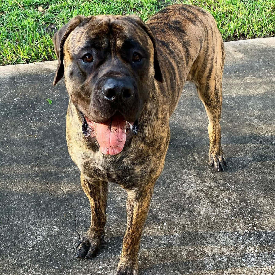 Einköniglicher englischer Mastiff mit braunen und schwarzen Markierungen