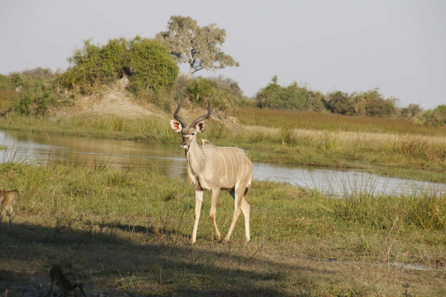 Kudu vicino alla pozza d'acqua