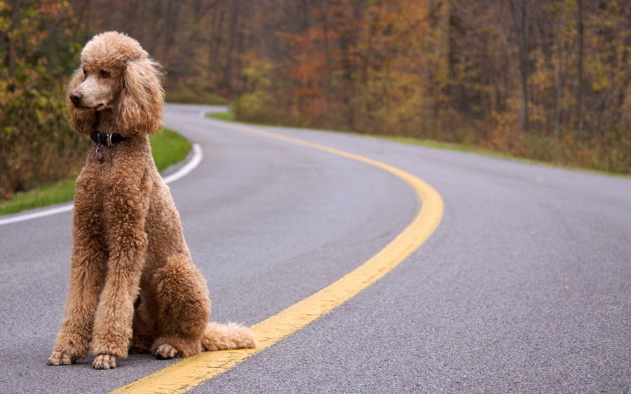 Standard poodle sitting on highway wallpaper