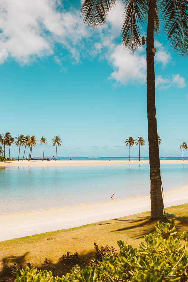 Palmenam Strand für Android Hintergrundbilder