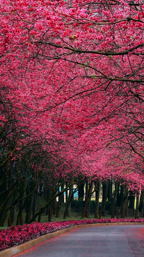 Strada Sotto un Cielo di Autunno Rosa