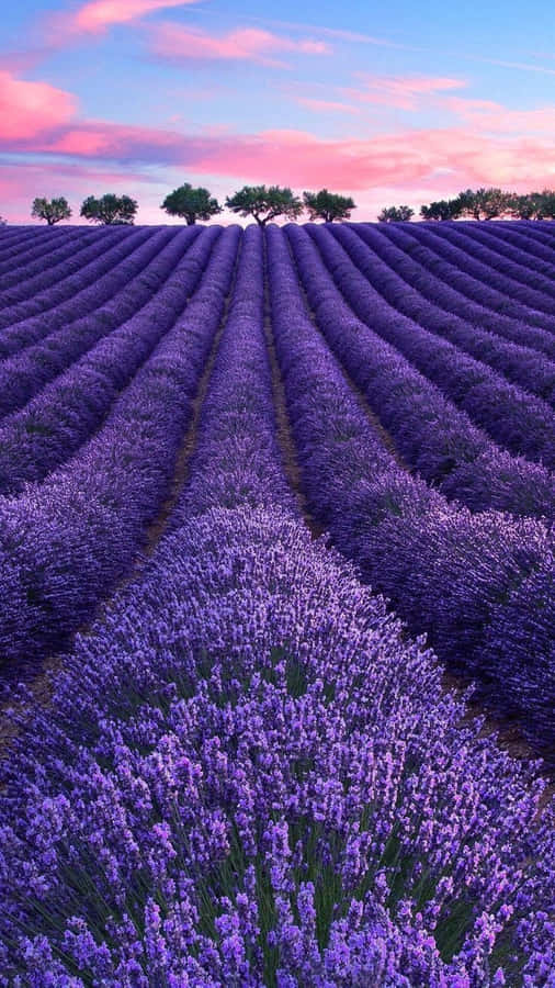 Campo de Lavanda ao Pôr do Sol Estética Roxa.jpg