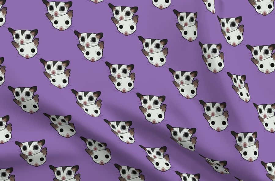 Sugar Glider background