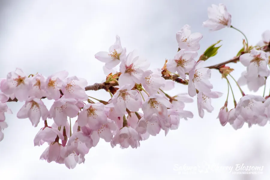 sakura tree Background