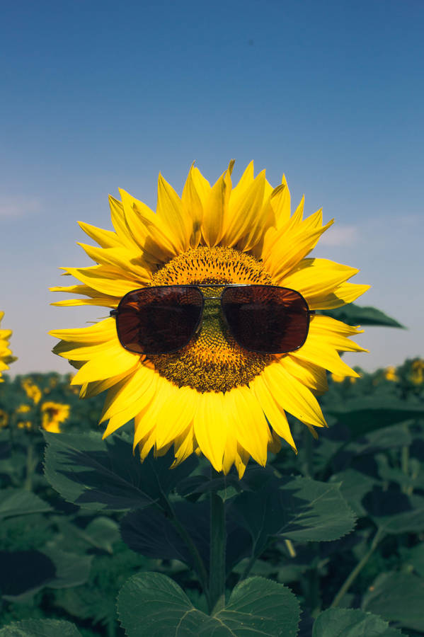 Iphone Wallpaper Of Sunflowers Wearing Sunglasses