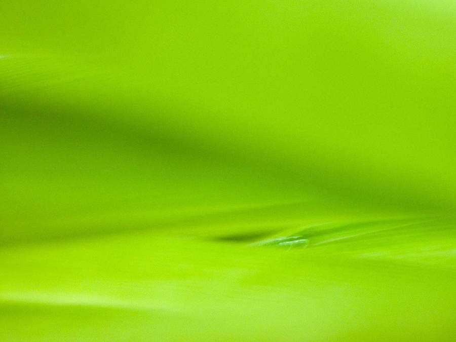 Surface Vert Clair