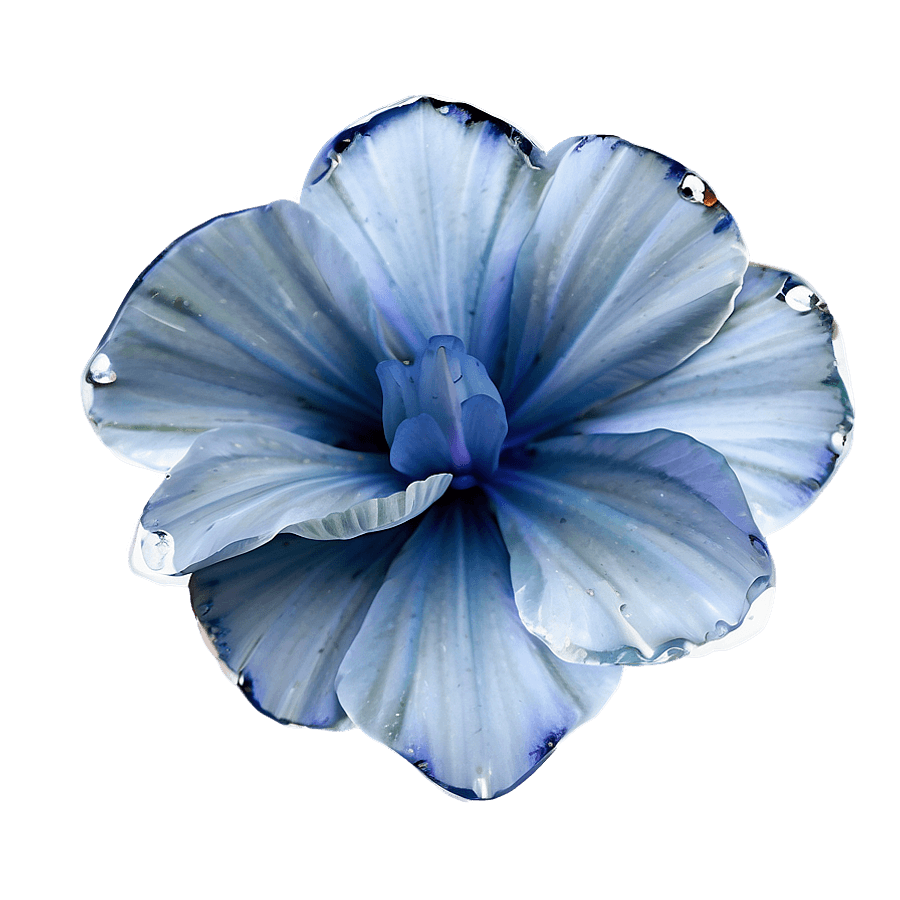 Frost Glazed Flower Petals PNG abn