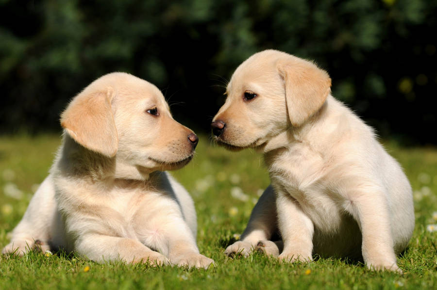 Sweet Labrador Puppies wallpaper