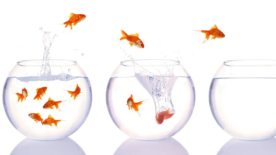 Goldfish background
