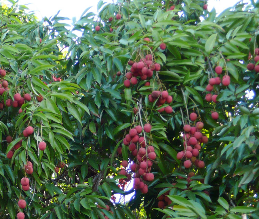 Fruttidi litchi rossi appesi agli alberi