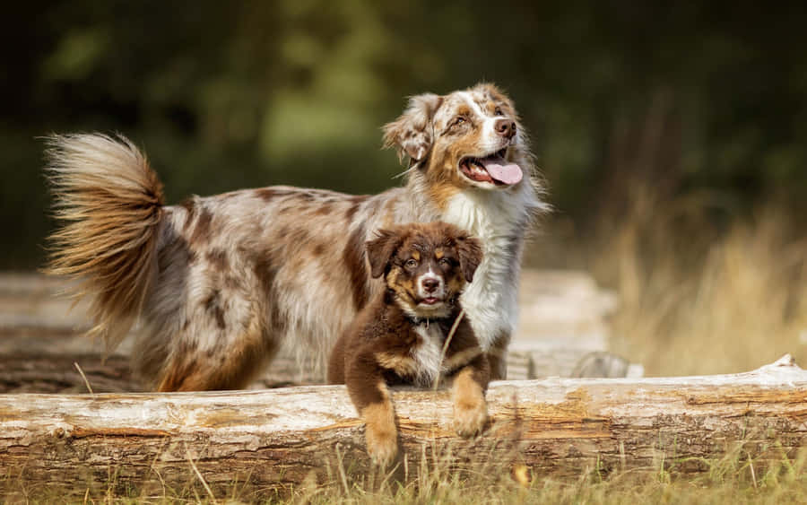 australian shepherd Pictures 2560 x 1600