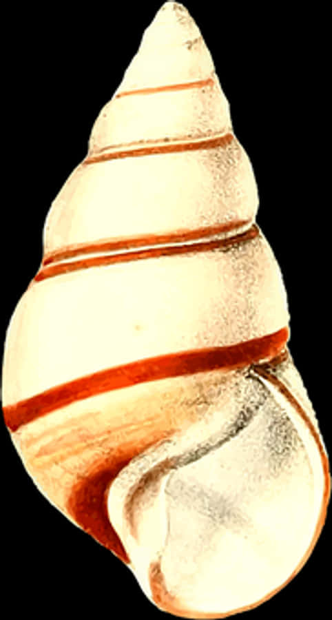 Spiral Seashell Isolated Background