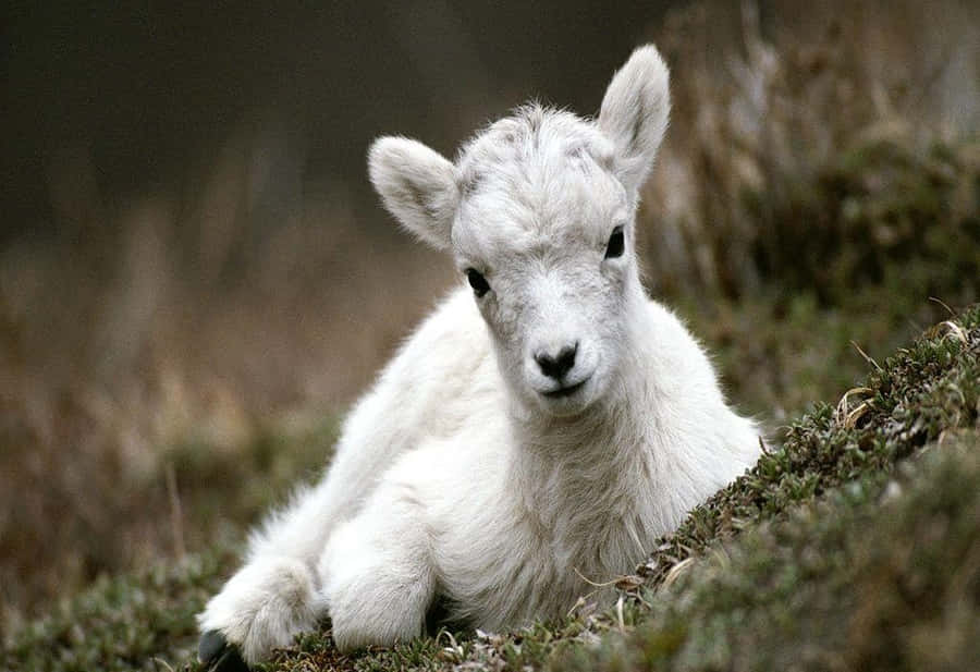Enbabyged ligger på jorden.