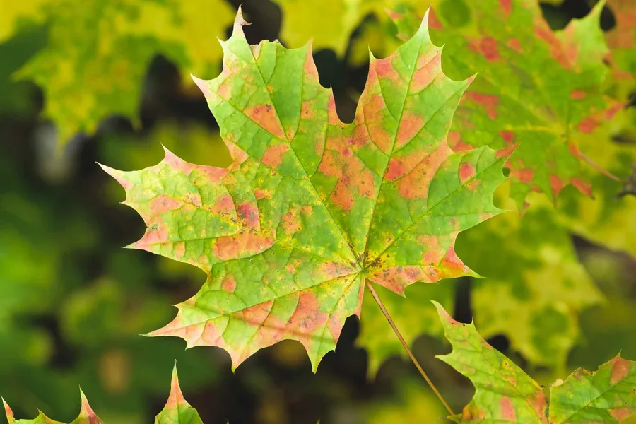 Maple Leaf Pictures