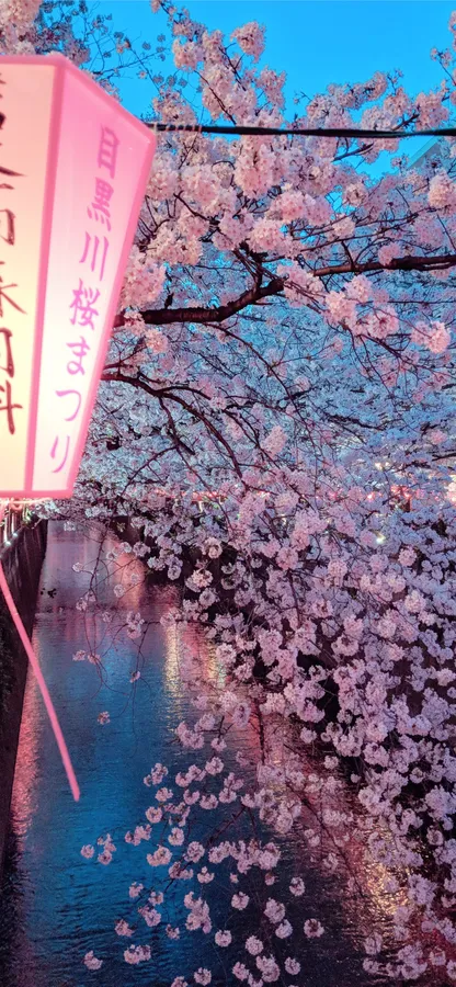 Sakura Background
