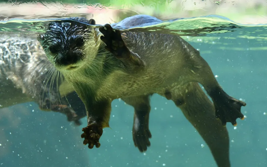 Otter background