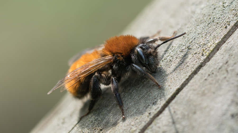 Abelha Mineradora em Close-up sobre Madeira