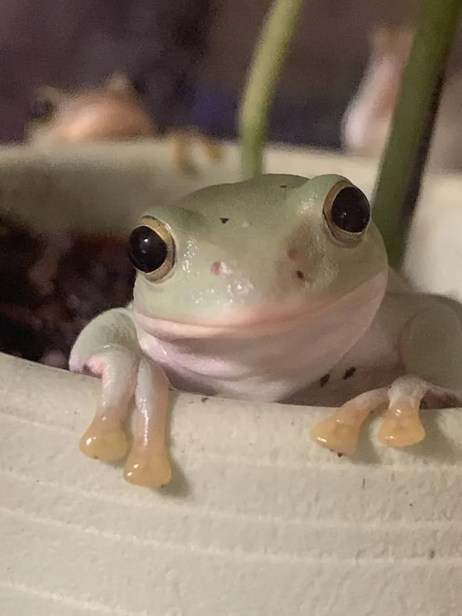 Cute Frog pictures