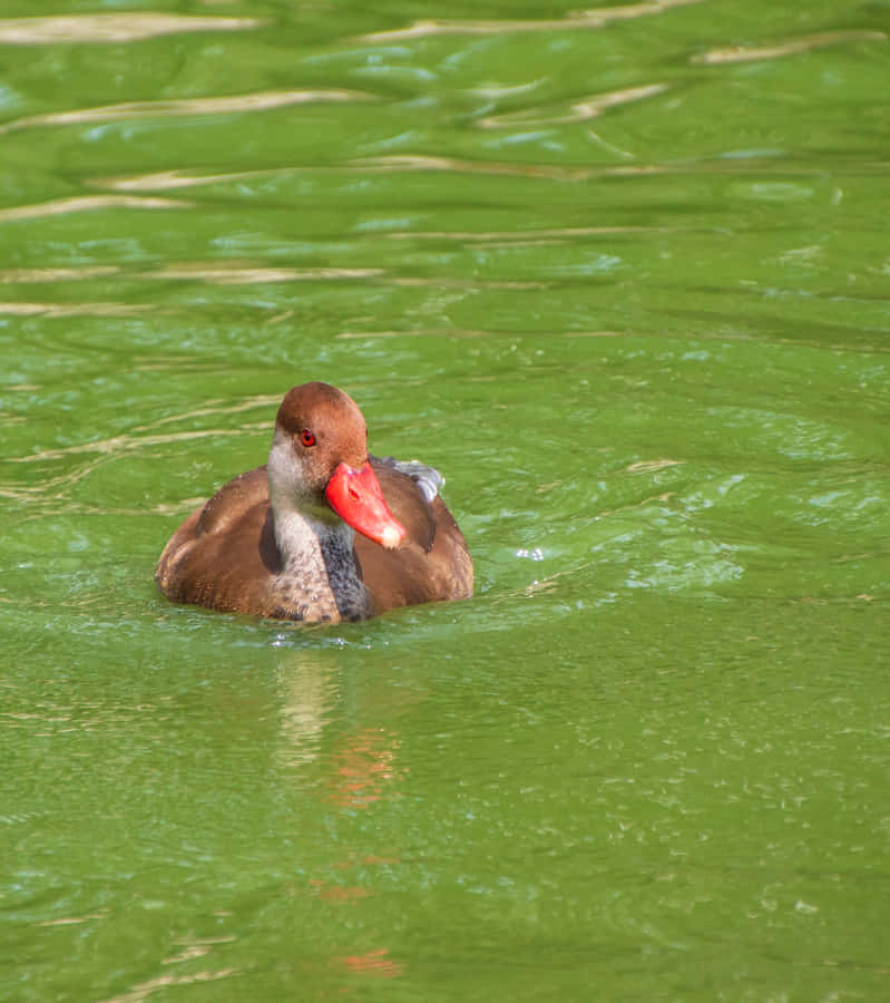 Pato Pochard de Bico Vermelho em Água Verde.jpg