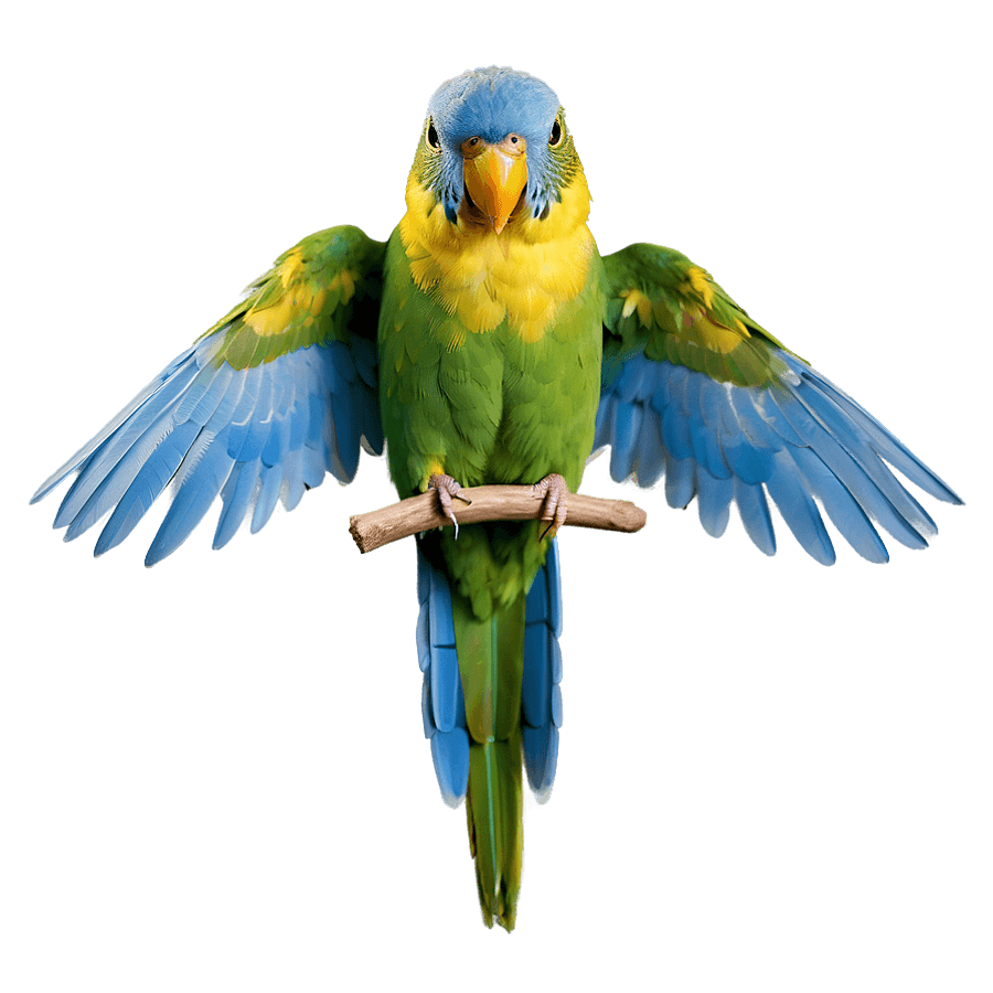 Parakeet Wings Spread PNG snb