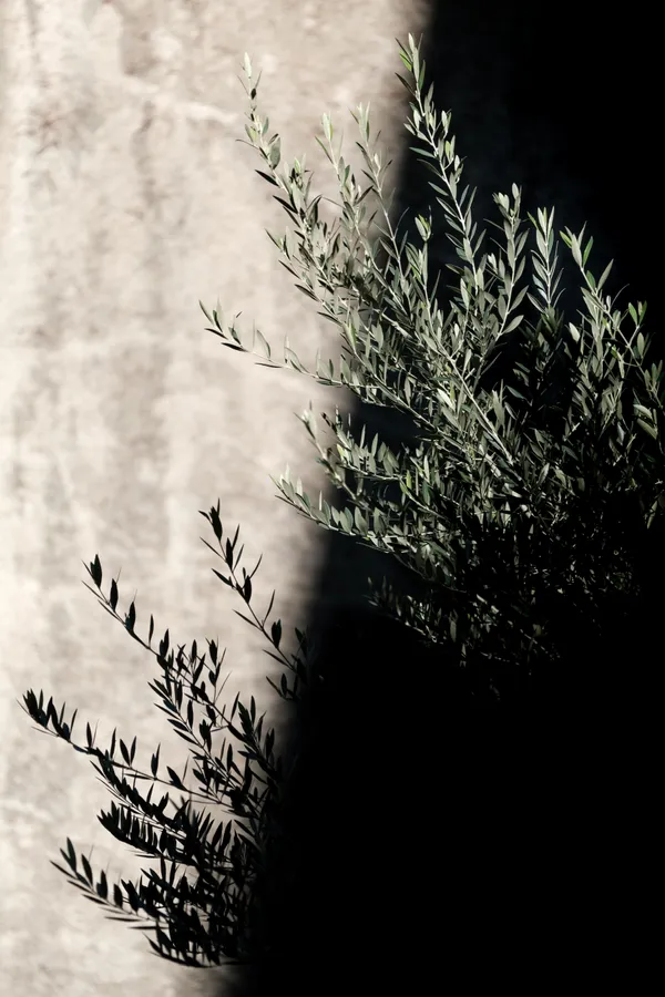 Olive Tree