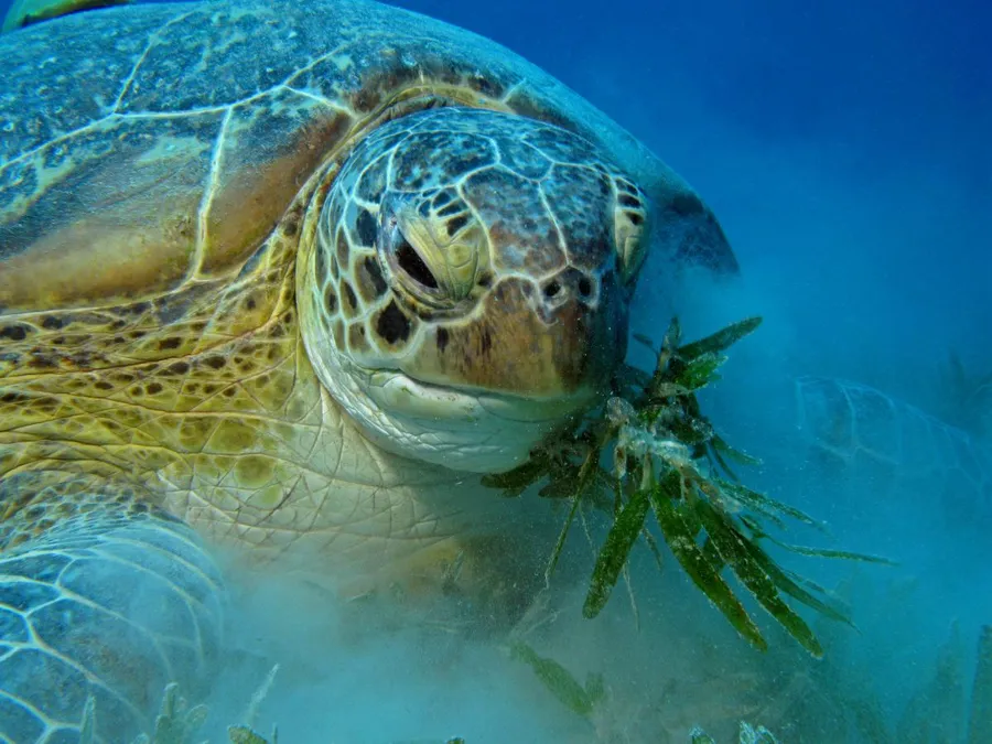 Loggerhead Turtle Underwater