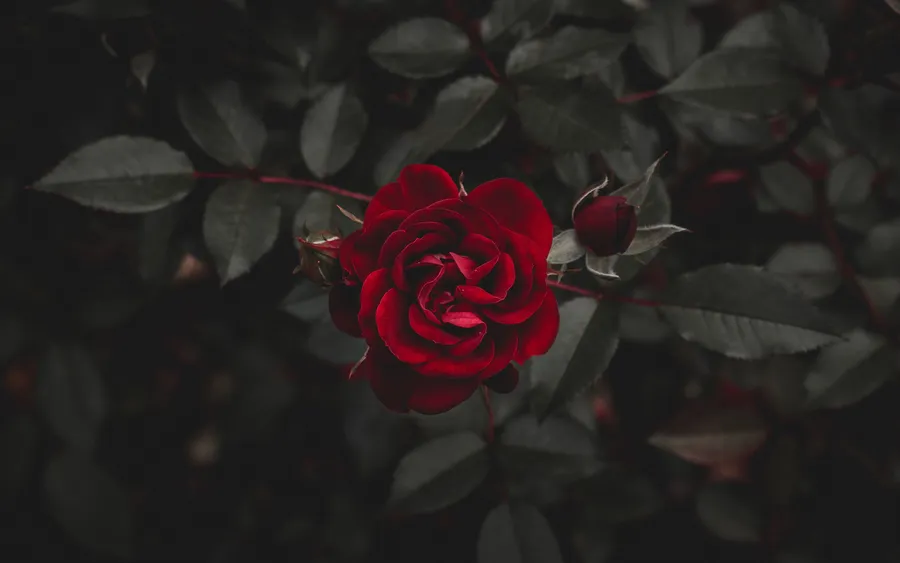 Cool Rose