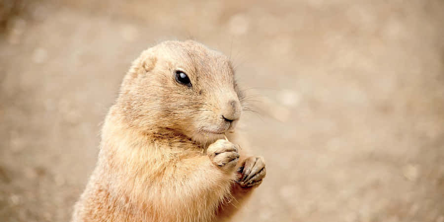 Neugieriger Gopher Nahaufnahme
