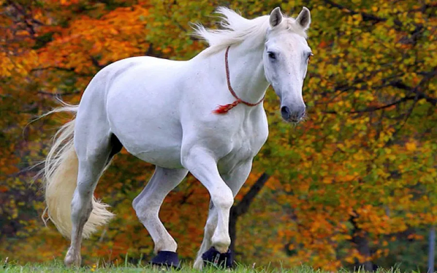 Horse Background