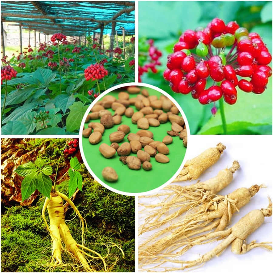 Enlivlig rød ginseng plante.