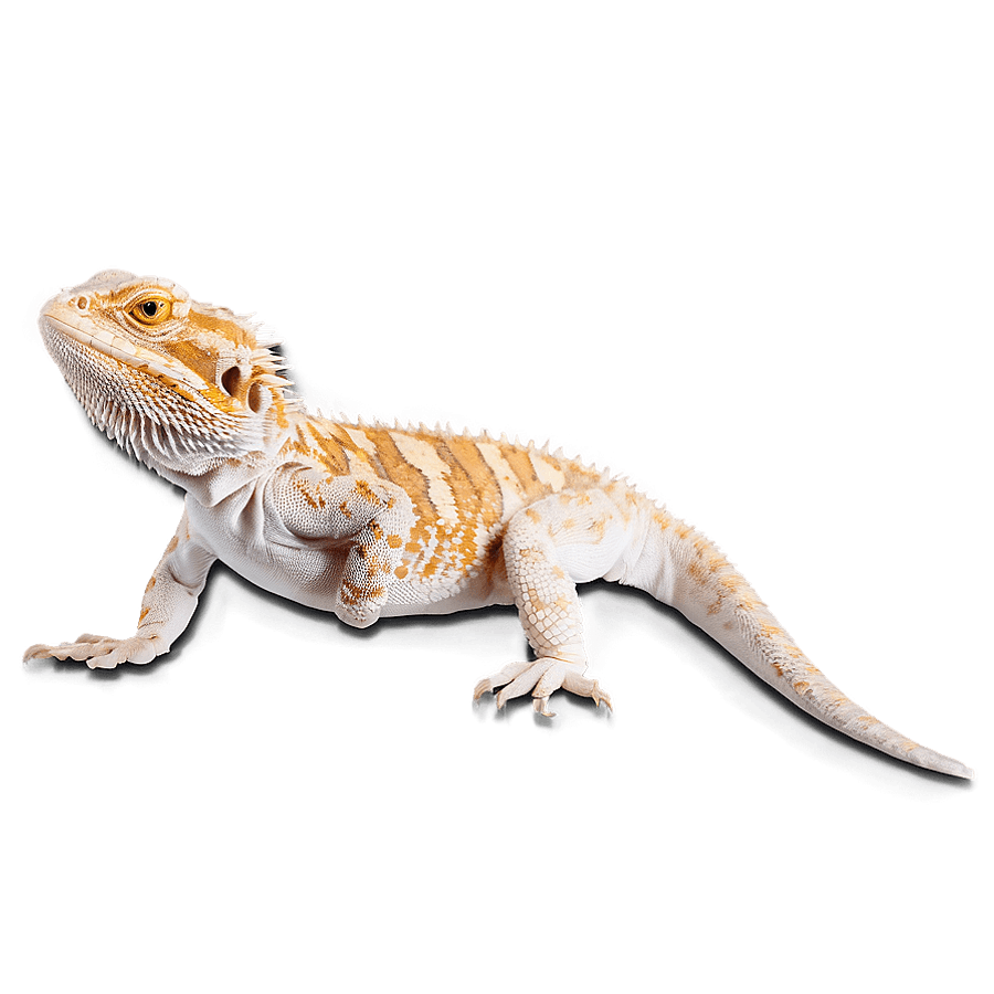 Bearded Dragon in Action Pose PNG hqw