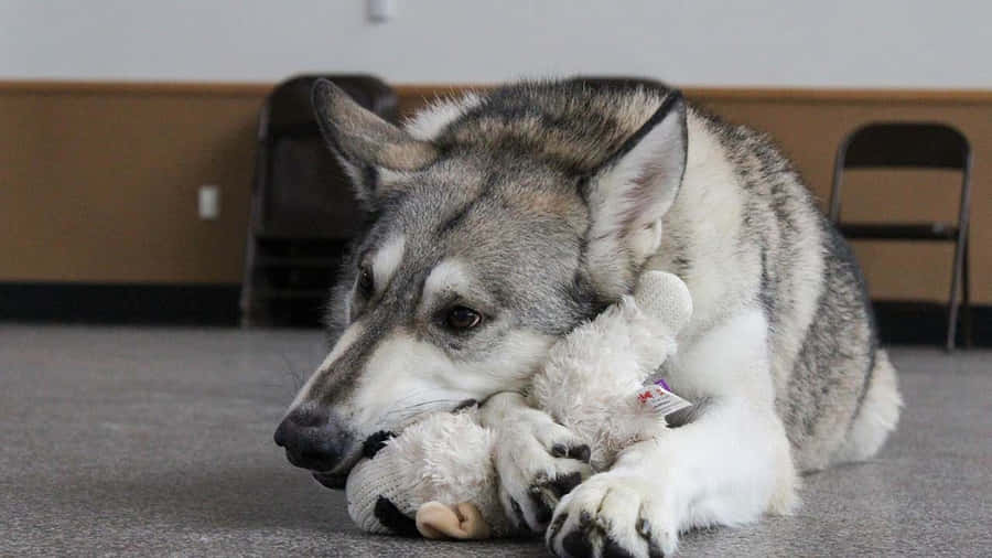 wolfdog1280 x 720 tapet