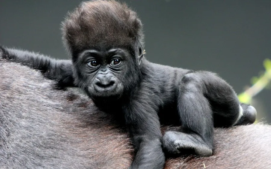 Best Gorilla Background