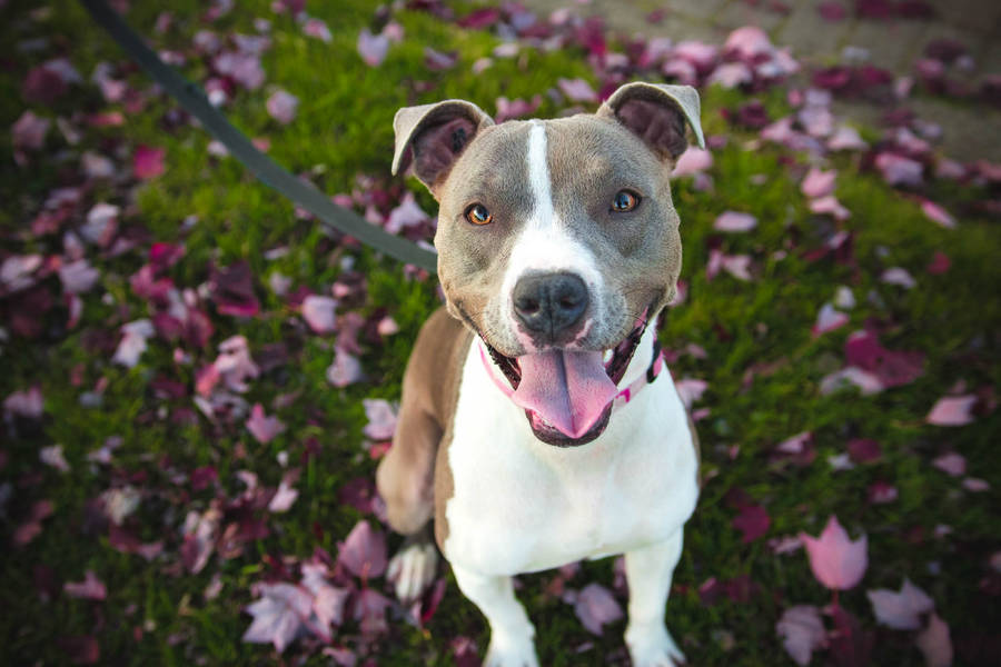 Download Tan And White Pitbull Smiling Wallpaper | Wallpapers.com