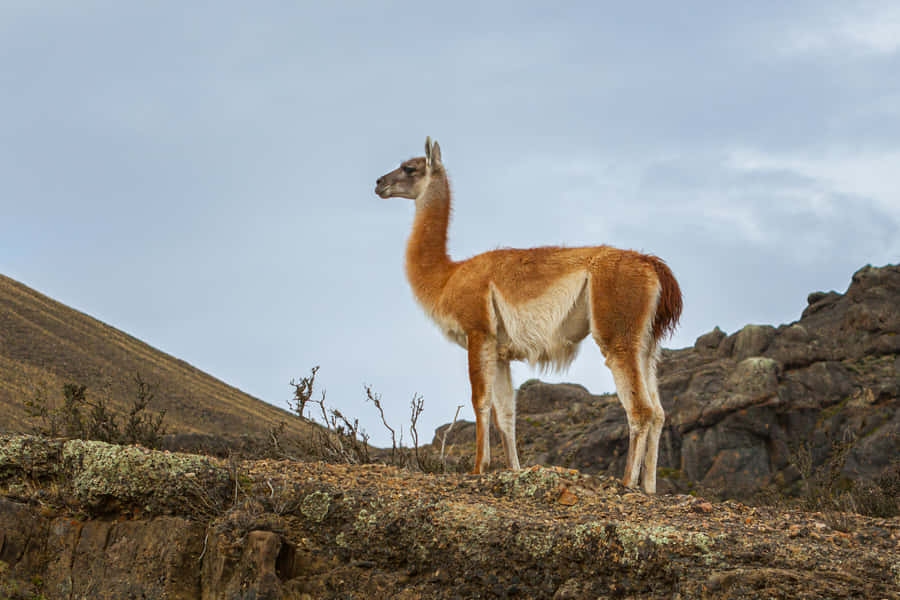 Guanaco em Habitat Natural
