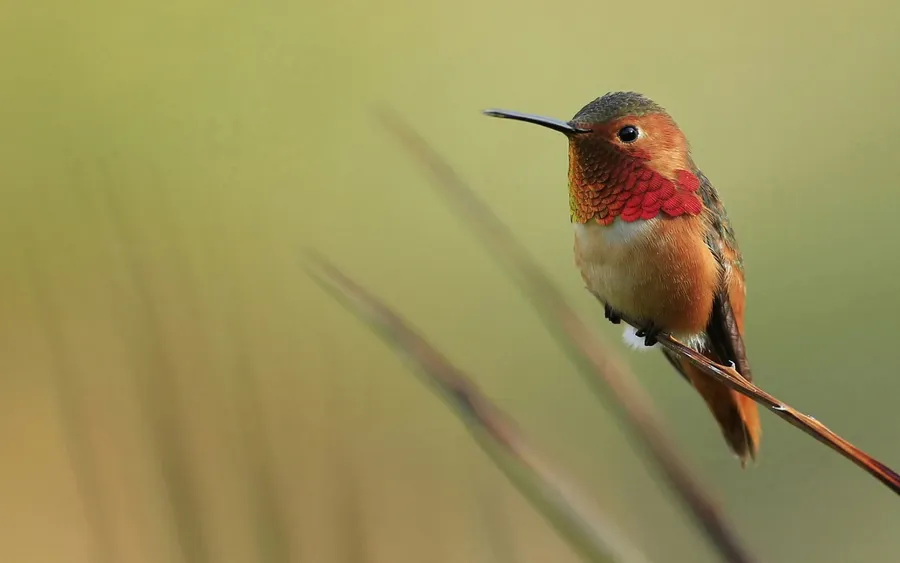 Hummingbird background