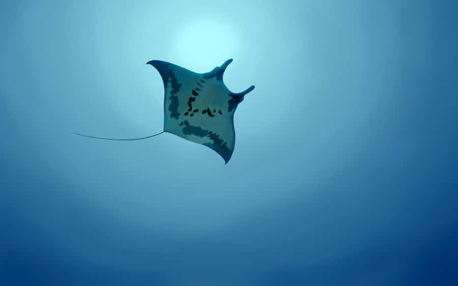 Manta Ray Maestosa Sottomarina