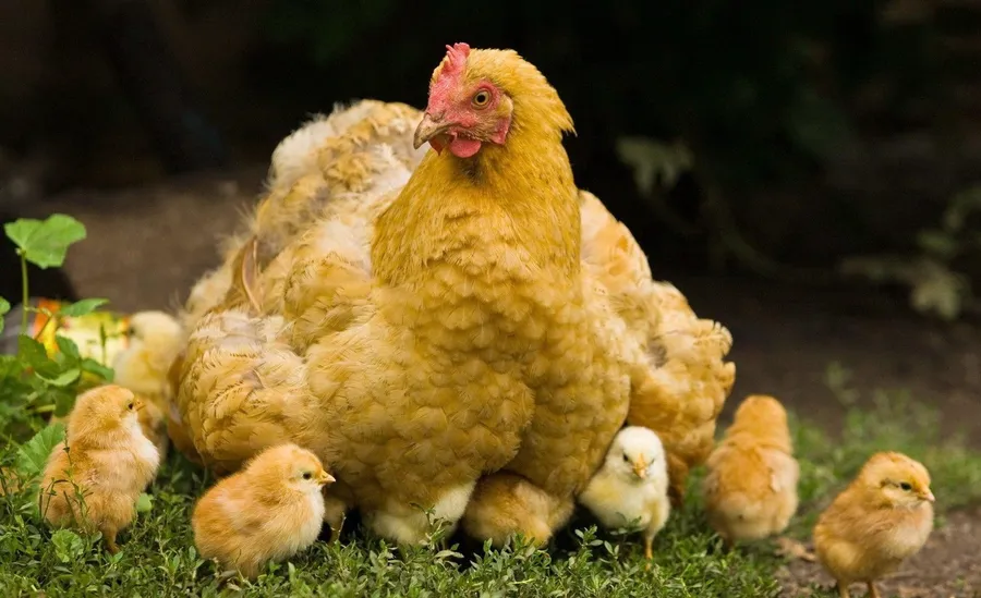 Chicken background