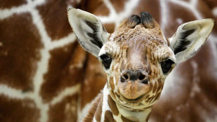 Giraffe background