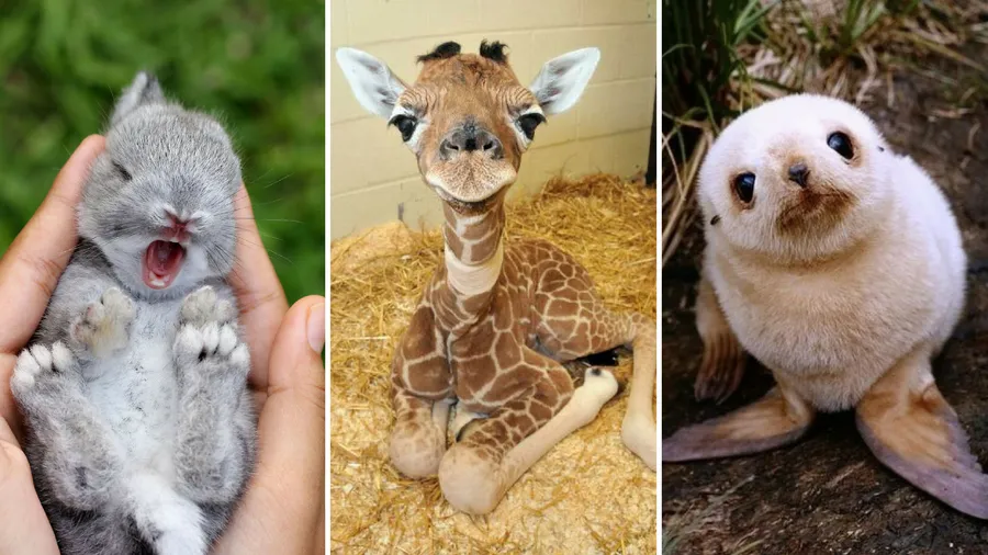 Cute pictures