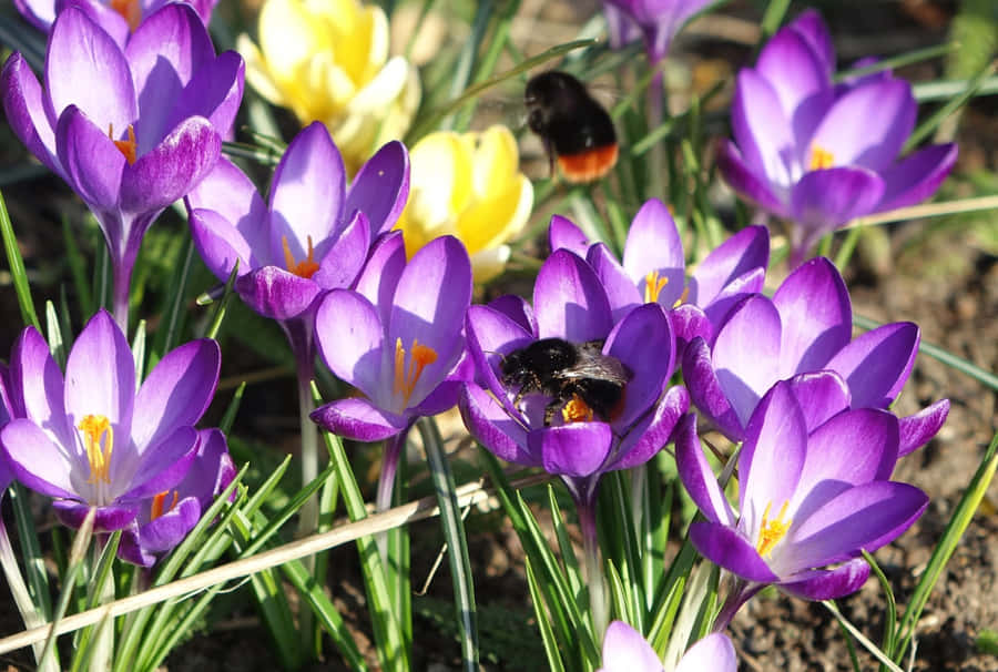 Rotrückiger Hummel auf Krokussen