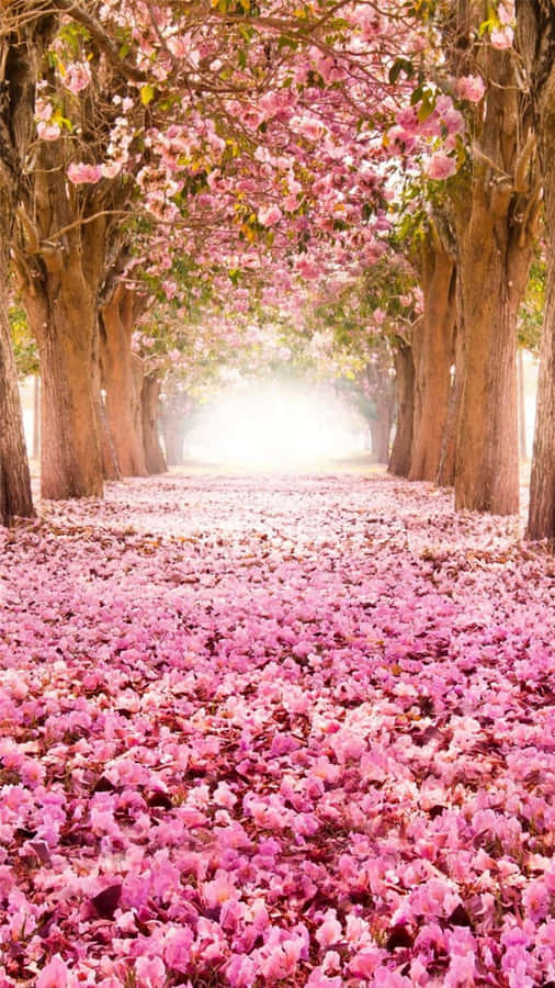 Serenità del Sentiero dei Fiori di Ciliegio