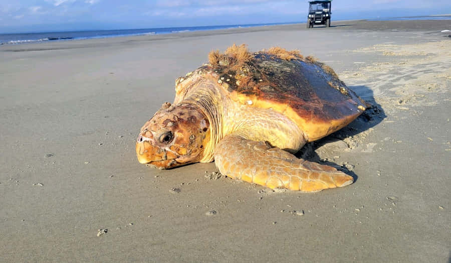 Loggerhead Havskildpadde på Strand