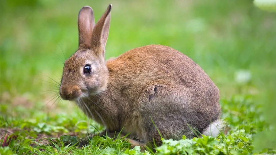 Rabbit pictures