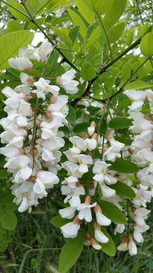 Unalbero di Acacia Honey locust in piena fioritura